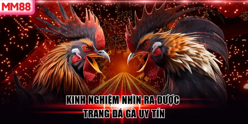 Top 6 Trang Đá Gà Uy Tín 2026 – Chọn Trang Cược An Toàn Cùng MM88 8 Kinh nghiệm nhìn ra được trang đá gà uy tín